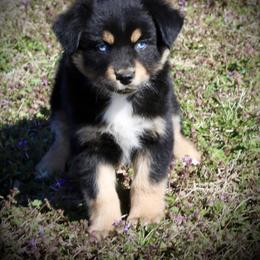 Australian Shepherd Puppies from HP Aussie Kennels