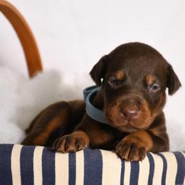 Cannon - Red and rust male Doberman Pinscher puppy in Overton, Texas from Obsidian Kennel