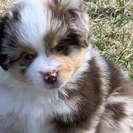 Miniature American Shepherds from Breton Sands