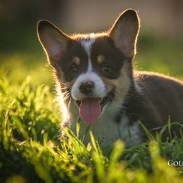 Pembroke Welsh Corgi Puppies from Golden Rose Corgis
