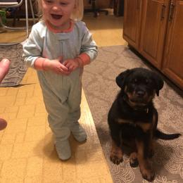 Rottweiler Puppies from Rose Red Rottweilers