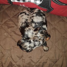 Dachshund Puppies from J-Lyn