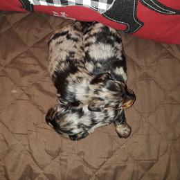 Dachshund Puppies from J-Lyn