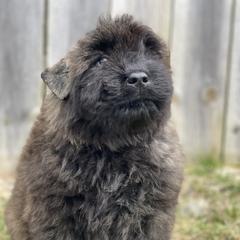 Bouvier des Flandres Puppies from Mathes Bouvier des Flandres