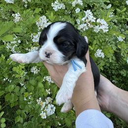 Alfie - Tri-color male Cavalier King Charles Spaniel puppy in Montpelier, Virginia from Montpelier Cavaliers