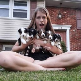 Shetland Sheepdogs from Andrew Spiegel