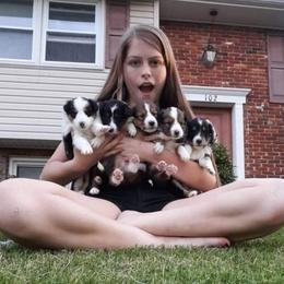 Shetland Sheepdogs from Andrew Spiegel