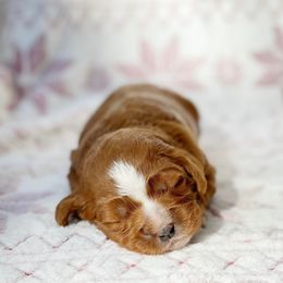 Cavalier King Charles Spaniel and Cavapoo Puppies from Red Skye Cavaliers and Cavapoos