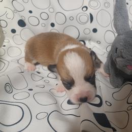 Black Thumb's Final Hand - Red male Pembroke Welsh Corgi puppy in Easley, South Carolina from Rachael Singletary