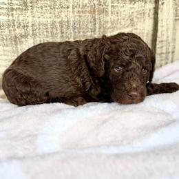 Boo Bear - Chocolate male Goldendoodle puppy in Mc Kinney, Texas from Flair Doodles