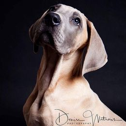 Great Dane Puppies from A Spot Of Blue Great Danes
