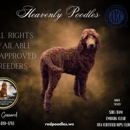 Poodle Puppies from Heavenly Poodles