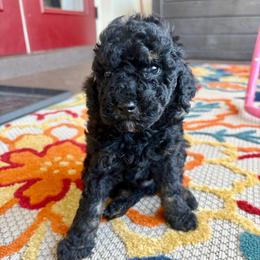 Miso - Phantom male Goldendoodle puppy in Brooksville, Florida from Spring Prairie Doodles