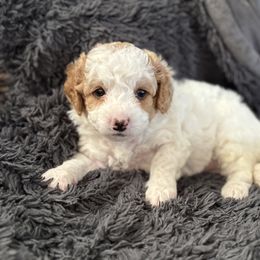 Princess - White female Cavapoo puppy in Washington, Indiana from Sugarland Puppies