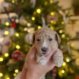 Miss Magenta - Cream female Goldendoodle puppy in Athens, Georgia from Moore Goldendoodles