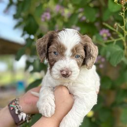 Remi - Parti male Double Doodle puppy in Yoakum, Texas from The Scott’s Dood Ranch