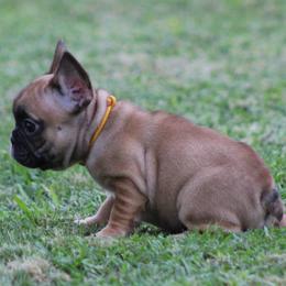 Orange Collar - Fawn female French Bulldog puppy in Tyler, Texas from Texas Top Notch Frechies
