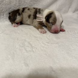Pink collar - Red merle female Australian Shepherd puppy in Buckeye, Arizona from Wranglin Farms
