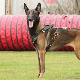Katniss - Belgian Malinois