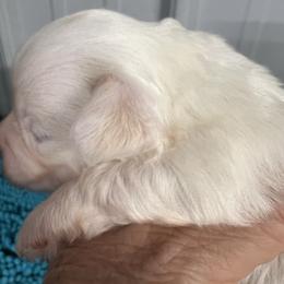 Lucy - Parti female Maltipoo puppy in Lawrenceburg, Tennessee from LUV Poodles and Maltipoos