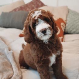 Goldendoodle Puppies from Cedarcrest Goldendoodles