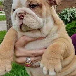 Bulldogs from Baggy Bulldogs of Amarillo