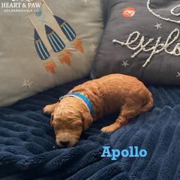 Apollo - Red  male Goldendoodle puppy in Noblesville, Indiana from Heart & Paw Goldendoodle Co.