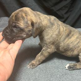 Boy 1 - Brindle male Great Dane puppy in Indianola, Iowa from Bull West Kennels