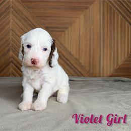 Violet Girl - Tri-color female Bernedoodle puppy in Modesto, California from Two Doods Doodles