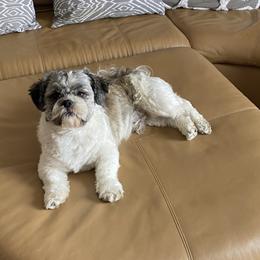 mac - Shih Tzu