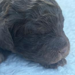Baloo - Chocolate male Cavapoo puppy in Auburn, California from Gold Country Doodles
