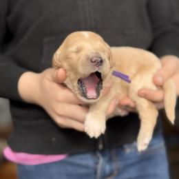 Goldendoodle Puppies from North Star Dog Training