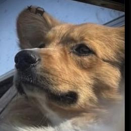 Ricky - Pembroke Welsh Corgi