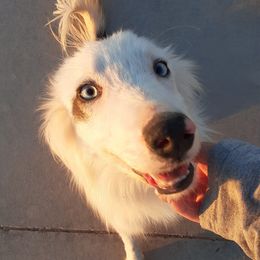 Aspen - Border Collie