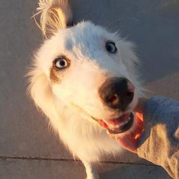 Aspen - Border Collie