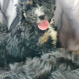 Bernedoodle Puppies from Rose River Farms
