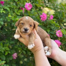 Keepsake - Red  female Goldendoodle puppy in Wharton, Texas from Little Fur Friends