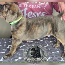 Atlas - Gray brindle male Cane Corso puppy in Warren, Ohio from Northeast Ohio Cane Corso