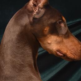 Doberman Pinschers from Indah Lux Dobermans