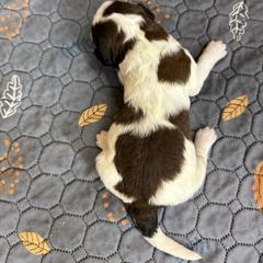 Girl 2 - Brown and white female Saint Berdoodle puppy in San Antonio, Texas from Mammoth Doodles