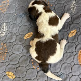 Girl 2 - Brown and white female Saint Berdoodle puppy in San Antonio, Texas from Mammoth Doodles