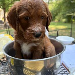 YODA - Red  male Goldendoodle puppy in Minneapolis, Minnesota from The Golden Roo