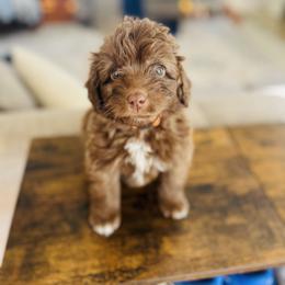 Oliver - Brown and white male Aussiedoodle puppy in Strasburg, Pennsylvania from Still Water Puppies