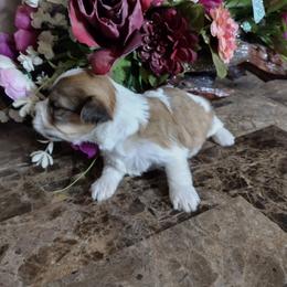 Luke - Red sable male Havanese puppy in Cleveland, Texas from 7th Heaven Havanese of Texas