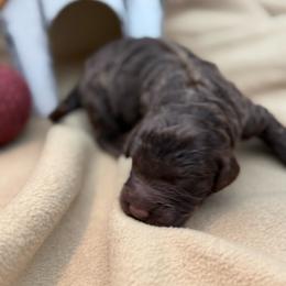 1 of 2 brown males to be assigned - male Newfypoo puppy in Brandenburg, Kentucky from Bluegrass River Newfoundlands