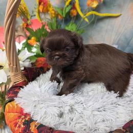 Honey - Chocolate female Shih Tzu puppy in Green Bay, Wisconsin from Kim's Shih Tzus