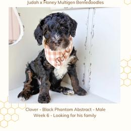 Clover - Tri-color male Bernedoodle puppy in Marietta, Georgia from Reece + Co Doodles & Poodles
