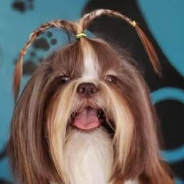 Shih Tzus from Sunrise shihtzu blossom
