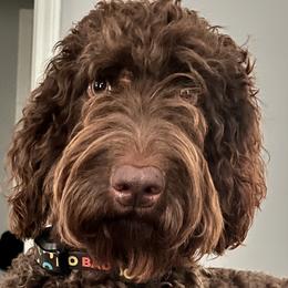 Hazel - Goldendoodle