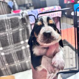 Andy - Black brown and white male Basset Hound puppy in Manton, Michigan from BeckysBassets